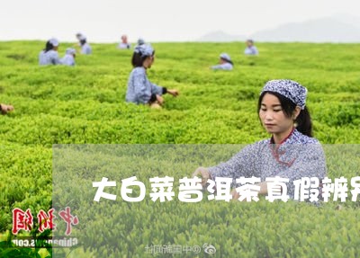 大白菜普洱茶真假辨别/2023092916179