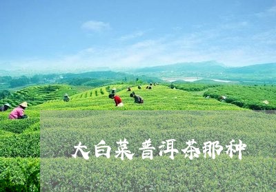 大白菜普洱茶那种/2023092908369