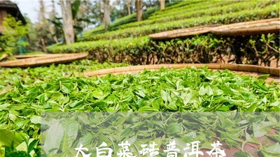 大白菜砖普洱茶/2023082936459