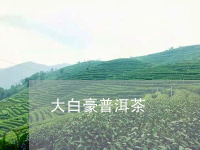 大白豪普洱茶/2023042801877