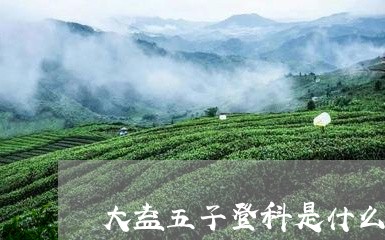 大益五子登科是什么茶/2023071605360