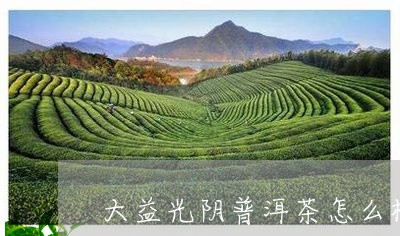 大益光阴普洱茶怎么样/2023061679381