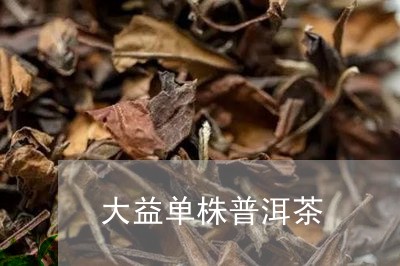 大益单株普洱茶/2023120346250