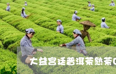 大益宫廷普洱茶熟茶口感/2023120729493