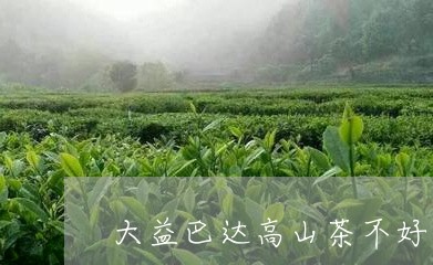 大益巴达高山茶不好卖/2023092148261