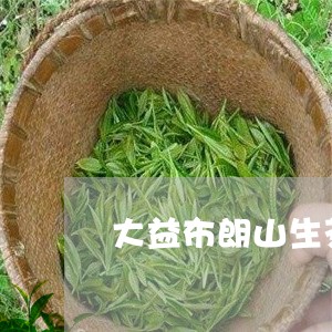 大益布朗山生茶怎么样/2023061040683