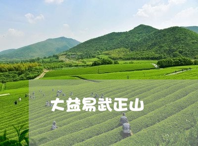 大益易武正山/2023090708383