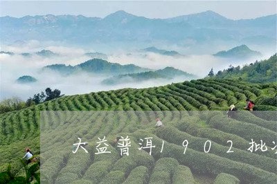 大益普洱1902批次/2023092523826