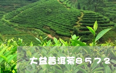 大益普洱茶8572/2023091436250