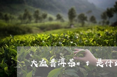 大益普洱茶nt是什么/2023062460605