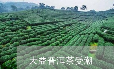 大益普洱茶受潮/2023082960415