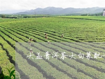 大益普洱茶大白菜配方/2023061781815