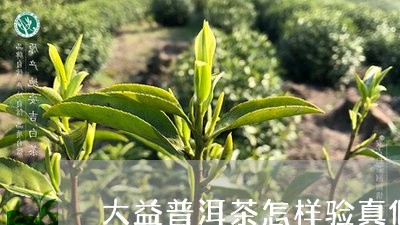 大益普洱茶怎样验真假/2023062342834