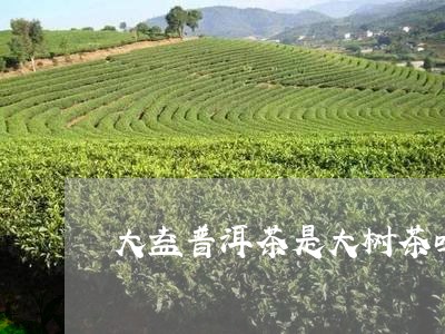 大益普洱茶是大树茶吗/2023062322706