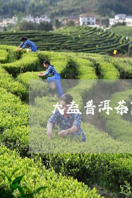 大益普洱茶熟茶的介绍/2023062346361