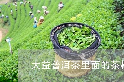 大益普洱茶里面的茶梗/2023062329515