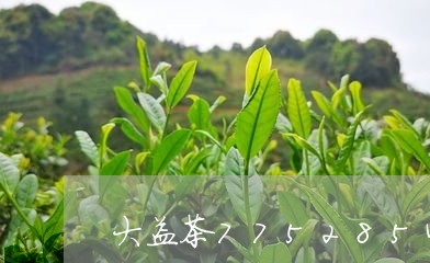 大益茶77528542大益茶新茶/2023060485259