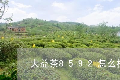 大益茶8592怎么样/2023061063705