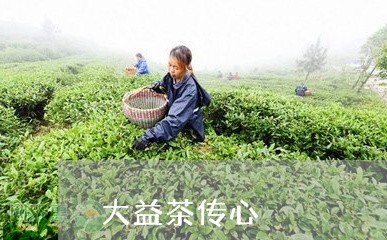 大益茶传心/2023090222725