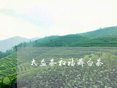 大益茶和福鼎白茶/2023061727381