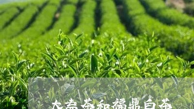 大益茶和福鼎白茶/2023090574040