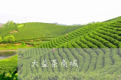 大益茶商城/2023041879756