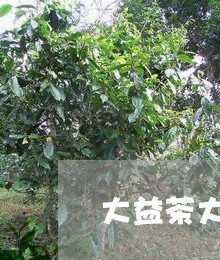 大益茶大白菜最新价格/2023071659585