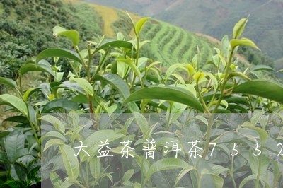 大益茶普洱茶7552/2023062822915