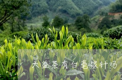 大益茶有白毫银针吗/2023120616471