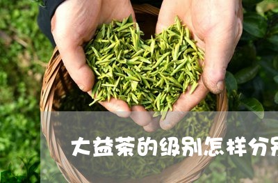 大益茶的级别怎样分别/2023092191607