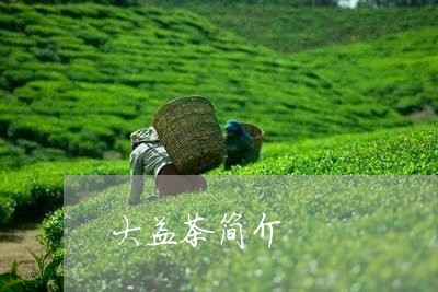 大益茶简介/2023090606149