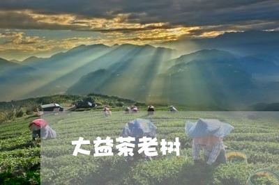 大益茶老树/2023090248503