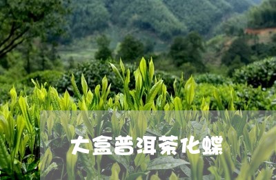 大盒普洱茶化蝶/2023120380713