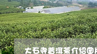 大石寺普洱茶介绍图片高清/2023112409160