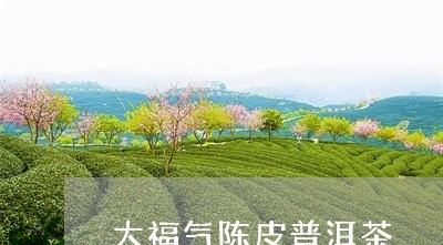 大福气陈皮普洱茶/2023120417592