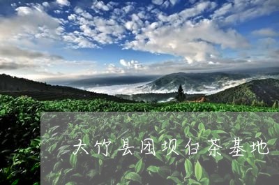 大竹县团坝白茶基地/2023121862604