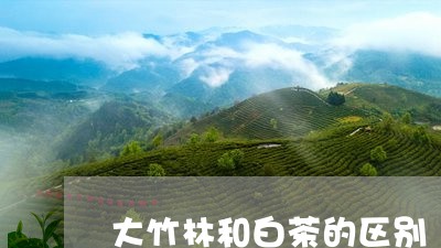 大竹林和白茶的区别/2023121827261