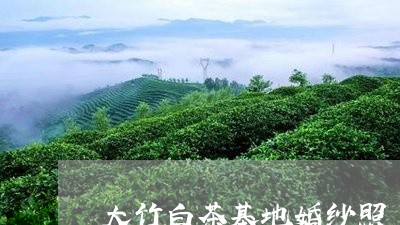 大竹白茶基地婚纱照/2023081427180