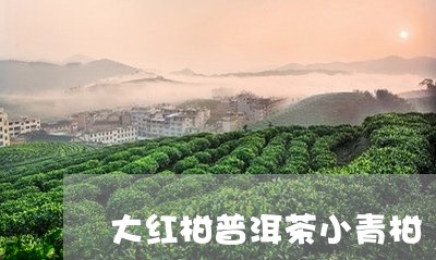 大红柑普洱茶小青柑/2023073071747