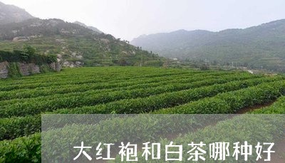 大红袍和白茶哪种好/2023071689482