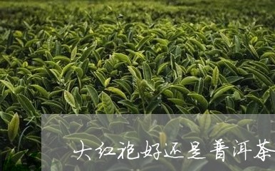 大红袍好还是普洱茶好/2023120638562