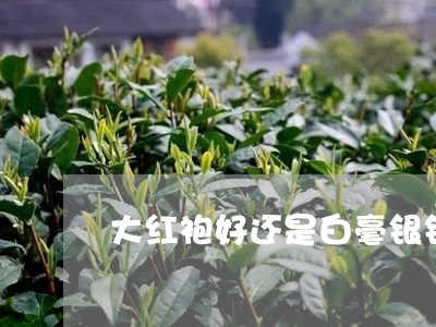 大红袍好还是白毫银针好/2023092380826