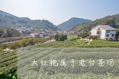 大红袍属于老白茶吗/2023081467393