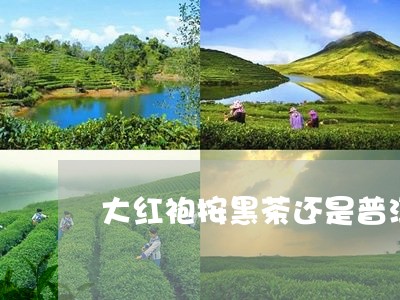 大红袍按黑茶还是普洱/2023092543836