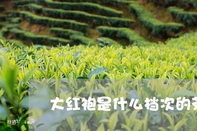 大红袍是什么档次的茶普洱熟茶特级/2023060387358