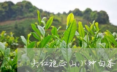 大红袍正山小种白茶/2023081489582