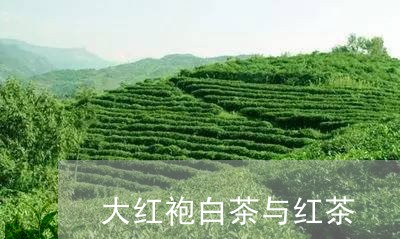 大红袍白茶与红茶/2023061741727