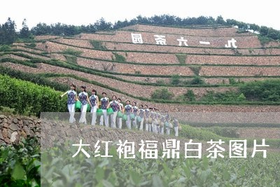 大红袍福鼎白茶图片/2023121896694