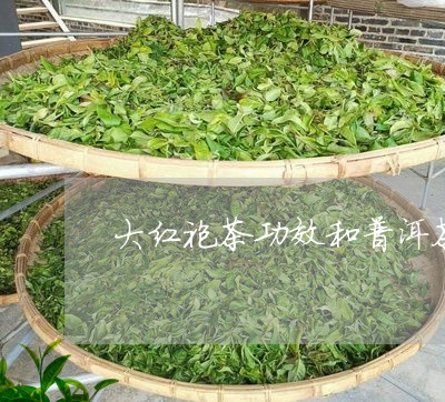 大红袍茶功效和普洱茶/2023062328582