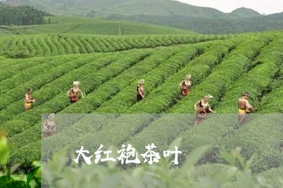 大红袍茶叶/2023090632038